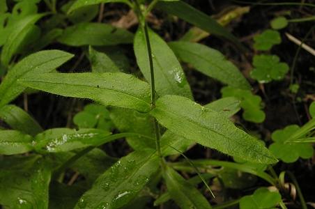 新疆种阜草