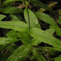 新疆种阜草