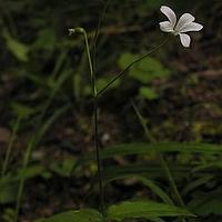 新疆种阜草