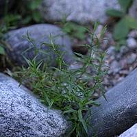 新疆种阜草