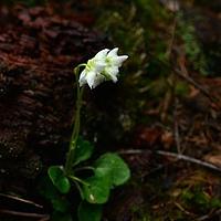 独丽花属