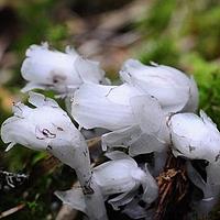 水晶兰属