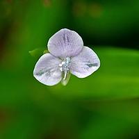 牛轭草