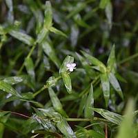 牛轭草
