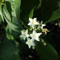 小玉叶金花