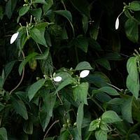 小玉叶金花