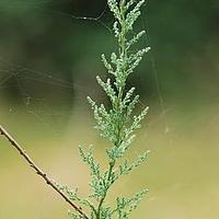 疏花水柏枝