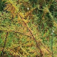 疏花水柏枝
