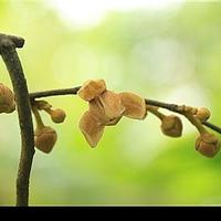 番荔枝科