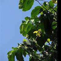 番荔枝科