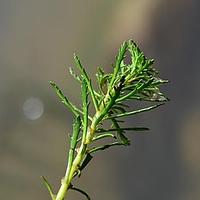 矮狐尾藻