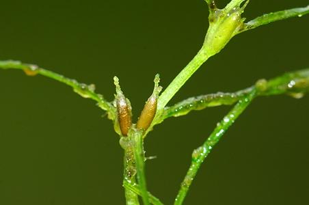 纤细茨藻 - 图片/介绍/花期/花语/知识 - 千草植物