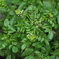 豆瓣菜