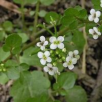 豆瓣菜