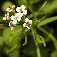 豆瓣菜