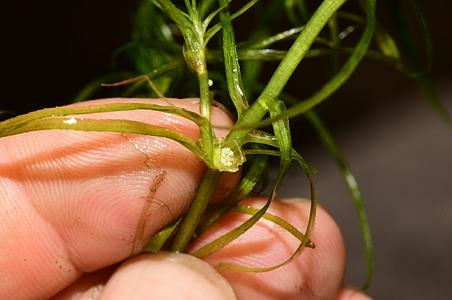 虾子菜