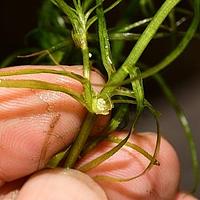 虾子菜
