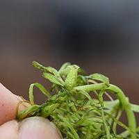 虾子菜