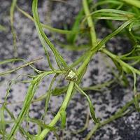 虾子菜
