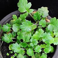 茄状羽叶菊