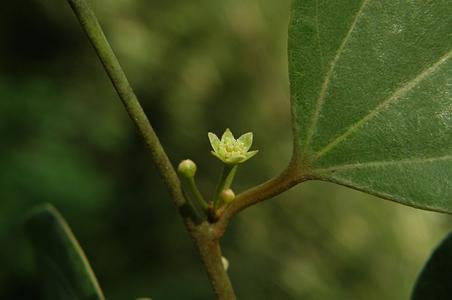 叶互生的植物图片