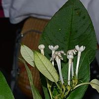 石丁香
