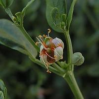 蒺藜科