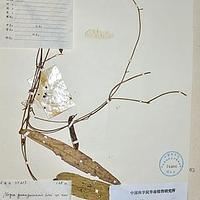 广西土黄芪