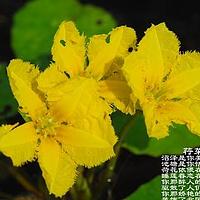 荇菜属