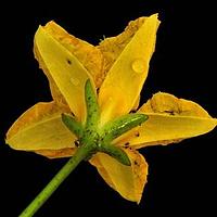 荇菜属