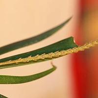 显脉鸢尾兰