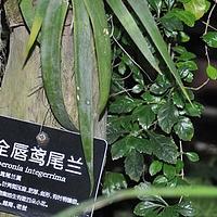 全唇鸢尾兰