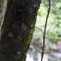 小叶鸢尾兰