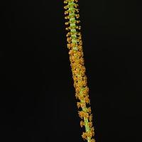 条裂鸢尾兰