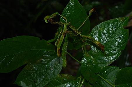 木樨草科