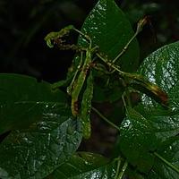 木樨草科