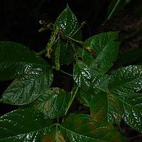 木樨草科
