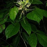 木樨草科