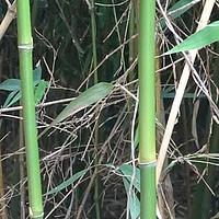 四季竹