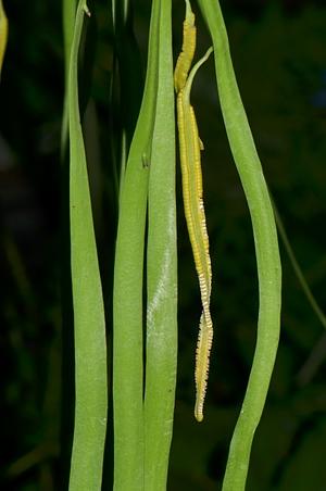 带状瓶尔小草属