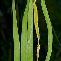 带状瓶尔小草属