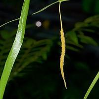 带状瓶尔小草属