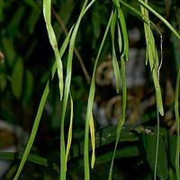 带状瓶尔小草属