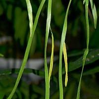 带状瓶尔小草属