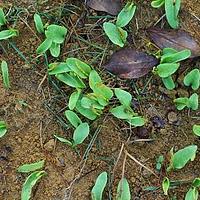 瓶尔小草科