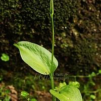 瓶尔小草科
