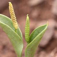 瓶尔小草科