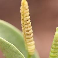 瓶尔小草科