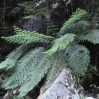 桫椤科