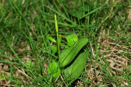 瓶尔小草